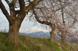 4月YC